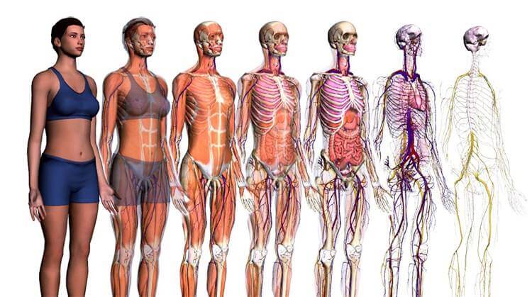 I migliori siti e app di anatomia umana in 3D